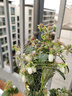 海蒂的花園藍莓果樹(shù)苗盆栽果樹(shù)帶花南方北方帶陽(yáng)臺庭院地栽苗海媽家源頭直發(fā) 曬單實(shí)拍圖