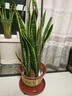 嘆為觀(guān)止大型盆栽金錢(qián)榕百合竹金錢(qián)樹(shù)發(fā)財樹(shù)清香木辦公室內落地款中型植物 虎皮蘭【1.1-1.3米】 含盆 曬單實(shí)拍圖