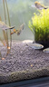瘋狂水草（FKSC）4L魚(yú)缸水草泥和種子底沙魚(yú)缸造景水草泥套餐用品水草缸底砂水藻泥 曬單實(shí)拍圖