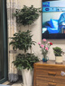 愛(ài)優(yōu)尚幸福樹(shù)盆栽客廳室內大型綠植辦公室喬遷新家綠寶凈化空氣源頭直發(fā) 曬單實(shí)拍圖