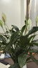 愛(ài)優(yōu)尚白掌盆栽花卉植物室內防輻射凈化空氣開(kāi)花桌面小植物源頭直發(fā) 曬單實(shí)拍圖