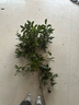 蘇藝緣原生桂花樹(shù)苗高桿桂花大樹(shù)庭院地栽濃香型金桂丹桂盆栽四季桂花苗 金桂 3公分1.5-1.7米高全冠幅當年開(kāi)花 曬單實(shí)拍圖