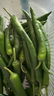 湖南樟樹(shù)現摘新鮮薄皮小青椒超市品質(zhì)生鮮蔬菜辣椒 凈重2.8斤嘎嘎下飯 曬單實(shí)拍圖