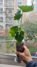 水培植物春羽盆栽蔓綠絨室內春雨綠植常青好養花卉辦公桌面小盆景 單發(fā)植物-春羽20-25cm【1棵】 曬單實(shí)拍圖