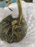 海南沙地哈密瓜西州蜜哈密瓜曉蜜25號當季蜜瓜【活動(dòng)鏈接】 帶箱2斤單果600克以上嘗鮮裝 曬單實(shí)拍圖
