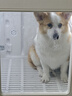 寵智迪寵物烘干箱中型犬狗狗貓咪洗澡烘干機家用可折疊柯基柴犬吹水機 130L烘干箱【40斤內5面出風(fēng)高速風(fēng)力鋼化玻璃門(mén)】 曬單實(shí)拍圖