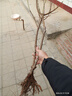嫁接血桃樹(shù)果苗  特大新品種霸王脆血桃樹(shù)苗南北方種植 當年結果 四年苗 買(mǎi)一送一（2棵裝） 81cm(含)-110cm(含) 曬單實(shí)拍圖