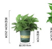 雙盟綠蘿盆栽除甲醛花卉綠植辦公室新房?jì)艋諝?80加侖4盆裝源頭直發(fā) 曬單實(shí)拍圖