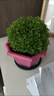 春花妙意綠地球桌面綠植綠地珊瑚厥常綠蕨類(lèi)植物翠云草綠地球水培盆栽植物 綠地球【1盆裝】 不含盆 曬單實(shí)拍圖