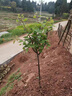 杏子樹(shù)苗嫁接特大甜杏子苗庭院陽(yáng)臺盆栽地栽南方北方種植果樹(shù)苗木 杏子樹(shù)苗3年苗【優(yōu)質(zhì)壯苗】 曬單實(shí)拍圖