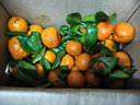 正宗廣西砂糖橘沙糖桔新鮮水果當季蜜桔桂林橘子貢柑整箱 帶箱5斤 凈重4.5斤 大果（50mm+） 曬單實(shí)拍圖