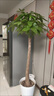 發(fā)財樹(shù)客廳盆栽大綠植室內大型植物落地大號招財樹(shù)大顆高級感擺件 精品獨桿發(fā)財樹(shù)1.2-1.3米+原盆 送彩帶+專(zhuān)用土+肥料 曬單實(shí)拍圖