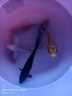 錦鯉魚(yú)活體觀(guān)賞魚(yú)活魚(yú)小型易養冷水淡水魚(yú)小魚(yú)苗錦鯉金魚(yú)好看錦鯉 16-18 六彩錦鯉套餐6條 曬單實(shí)拍圖