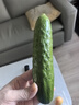 京鮮生 山東童年旱黃瓜 凈重5斤 單果100g+ 水果小青瓜 輕食 源頭直發(fā) 曬單實(shí)拍圖
