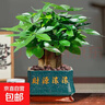 發(fā)財樹(shù)小盆栽大綠植辦公室內除甲醛花卉客廳好養旺宅植物桌面盆景 【主圖款】A級大盆發(fā)財樹(shù)(進(jìn)寶單 含盆 曬單實(shí)拍圖
