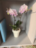 雙盟粉色雙株蝴蝶蘭帶花苞易養蘭花卉四季開(kāi)花綠植盆栽米色盆源頭直發(fā) 曬單實(shí)拍圖