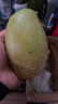 金煌芒新鮮進(jìn)口水果廣西當季熱帶大青皮芒果整箱批發(fā)送禮品物盒 凈重8斤裝【蕞劃算】 甄選特級果【單果250g+】 曬單實(shí)拍圖