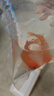 金魚(yú)草金魚(yú)觀(guān)賞魚(yú)冷水好養耐活小魚(yú)苗錦鯉 5-7cm 紅草金買(mǎi)1條送1條（加備損） 曬單實(shí)拍圖