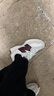 NEW BALANCE【騏驥紅】運動(dòng)鞋女鞋舒適復古戶(hù)外休閑鞋327系列WS327KA 37 曬單實(shí)拍圖