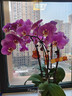 蝴蝶蘭花苗盆栽室內年宵花卉綠植四季開(kāi)花客廳桌面蘭花盆栽送禮 【爆款精選更飽滿(mǎn)】粉色系6花劍蝴蝶蘭+火炬盆+掛卡 無(wú)規格 曬單實(shí)拍圖