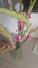 粉紅色劍蘭節節高鮮花年宵花廣州發(fā)春節裝飾情人節禮物長(cháng)65-70cm 藍精靈劍蘭8支 曬單實(shí)拍圖
