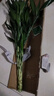 富貴竹水養基地直發(fā)水培植物轉運竹綠植盆景帶根四季水養插鮮花瓶 富貴竹60CM10棵(送生根粉_不含瓶) 曬單實(shí)拍圖