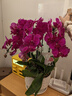 鮮花情大花蝴蝶蘭盆栽帶花盆【專(zhuān)人送花】喬遷禮物送爸媽長(cháng)輩同事 6株紫色蝴蝶蘭-底盆隨機可選A 今日達-同城配送到家-可預定 曬單實(shí)拍圖
