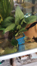 異景園魚(yú)缸水族箱造景水榕沉木活體水草淡水無(wú)土植物后景真水草凈水增氧 小巴榕【買(mǎi)就發(fā)3】巨劃算特惠 曬單實(shí)拍圖
