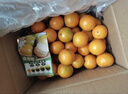 正宗廣西皇帝柑大果新鮮現摘當季水果整箱甜蜜桔橘子貢柑砂糖桔子 9斤中果【50-55mm】 曬單實(shí)拍圖