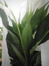 蝴蝶之舞白掌盆栽一帆風(fēng)順土培綠植室內(nèi)好養(yǎng)花卉水培帶花苞四季開(kāi)花好養(yǎng)活 白掌2顆1-2個(gè)花【原盆】 栽好發(fā)貨 曬單實(shí)拍圖