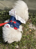 寵城狗牽引繩寵物胸背遛狗神器中小型犬狗狗衣服比熊泰迪薄款外出新款 深牛仔白愛(ài)心(帶繩子) XS(胸圍30cm 1-3斤寵物) 曬單實(shí)拍圖