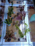 瘋狂水草魚(yú)缸底部水草造景魚(yú)缸草植物綠植水培種植環(huán)30-40缸 源頭直發(fā)包郵 曬單實(shí)拍圖