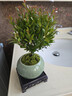 花翁老樁植物室內盆栽花卉 小葉赤楠盆景+綠冰裂釉陶盆+底座源頭直發(fā) 曬單實(shí)拍圖
