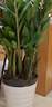 嘆為觀(guān)止大型植物發(fā)財樹(shù)各種大顆盆栽開(kāi)業(yè)喬遷客廳辦公室內好養大型花卉 金錢(qián)樹(shù)【80厘米-1米】 不含盆 曬單實(shí)拍圖
