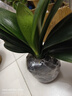 種花迷君子蘭盆栽老苗帶花苞四季好養多肉花卉綠植物室內圓頭和尚大小苗 帶土包成活精品圓頭10-12片葉 不含盆 曬單實(shí)拍圖