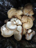菇婆婆平菇蘑菇種植菌包菌棒盆栽食用菌種家庭趣味栽培陽(yáng)臺采新鮮的蘑菇 香菇【出口級-4袋裝】 袋裝 曬單實(shí)拍圖