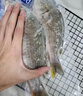 哆鮮生 活凍黃翅魚(yú) 海捕黃鰭鯛黃腳立魚(yú) 三去國產(chǎn)生鮮冷凍魚(yú)類(lèi) 2-3條/袋 凈重400g 曬單實(shí)拍圖