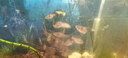 寵以沫孔雀魚(yú)純種寵物魚(yú)公母淡水熱帶繁殖下崽觀(guān)賞魚(yú)小型鳳尾魚(yú)胎生雜袍 【孔雀混發(fā)】包活15條備損5條 (2-4cm)漁場(chǎng)直銷(xiāo):包活到家 曬單實(shí)拍圖