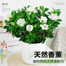 泰西絲梔子花盆栽花卉綠植室內觀(guān)花植物 120#梔子花+浪琴紋盆 源頭直發(fā) 曬單實(shí)拍圖