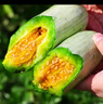 京鮮生山東羊角蜜甜瓜 凈重3斤 單果250g+ 水果源頭直發(fā)包郵 曬單實(shí)拍圖