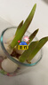 【耐寒】水培荷蘭郁金香四季開(kāi)花盆栽花卉植物客廳綠植花卉好養活 郁金香/混色（周長(cháng)11/12cm） 5球玻璃水培套餐 曬單實(shí)拍圖