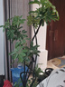 植男植女鴨腳木綠植客廳大型盆栽落地室內高級感真好養發(fā)財造型掌源頭直發(fā) 曬單實(shí)拍圖
