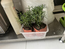 迷迭香苗盆栽可食用驅蚊植物香草薄荷苗綠植物室內煎牛排水培花卉 迷迭香原盆土1盆 盆徑約12cm 含盆高約25cm 曬單實(shí)拍圖