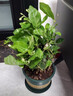 行湘茉莉花盆栽花卉室內綠植 茉莉花8-10株+矮1加侖盆 源頭直發(fā) 曬單實(shí)拍圖