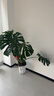 愛(ài)優(yōu)尚龜背竹盆栽客廳室內辦公室大型綠植盆景凈化空氣吸甲醛源頭直發(fā) 曬單實(shí)拍圖