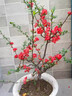 臘梅老樁盆栽耐寒紅梅帶花苞植物陽(yáng)臺四季濃香型紅梅冬季開(kāi)花盆景 5年老樁紅梅【僅花期帶花苞】 曬單實(shí)拍圖