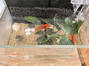 草金魚(yú)好養耐活長(cháng)尾大紅草觀(guān)賞魚(yú)錦鯉活體冷水魚(yú)淡水魚(yú)金魚(yú)紅草魚(yú) 5-7cm6條 曬單實(shí)拍圖
