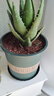 墨斗魚(yú)花盆加侖盆加厚高款1加侖*3多肉綠蘿月季盆栽樹(shù)脂塑料簡(jiǎn)約帶托盤(pán) 曬單實(shí)拍圖