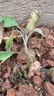 江西茄子苗秧苗嫁接青茄子苗老品種帶土大紅袍四季樹(shù)燒烤白色四川 江西本地茄子苗5顆 曬單實(shí)拍圖