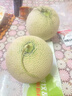 京鮮生海南網(wǎng)紋瓜 凈重4-5斤 2粒網(wǎng)紋蜜瓜 生鮮水果 源頭直發(fā)包郵 曬單實(shí)拍圖